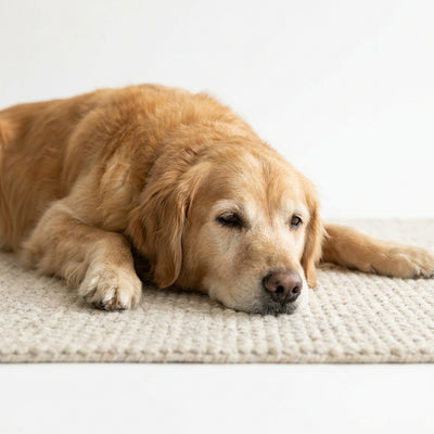 Dog Calm Senior