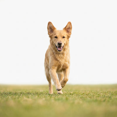 Dog Happy Run