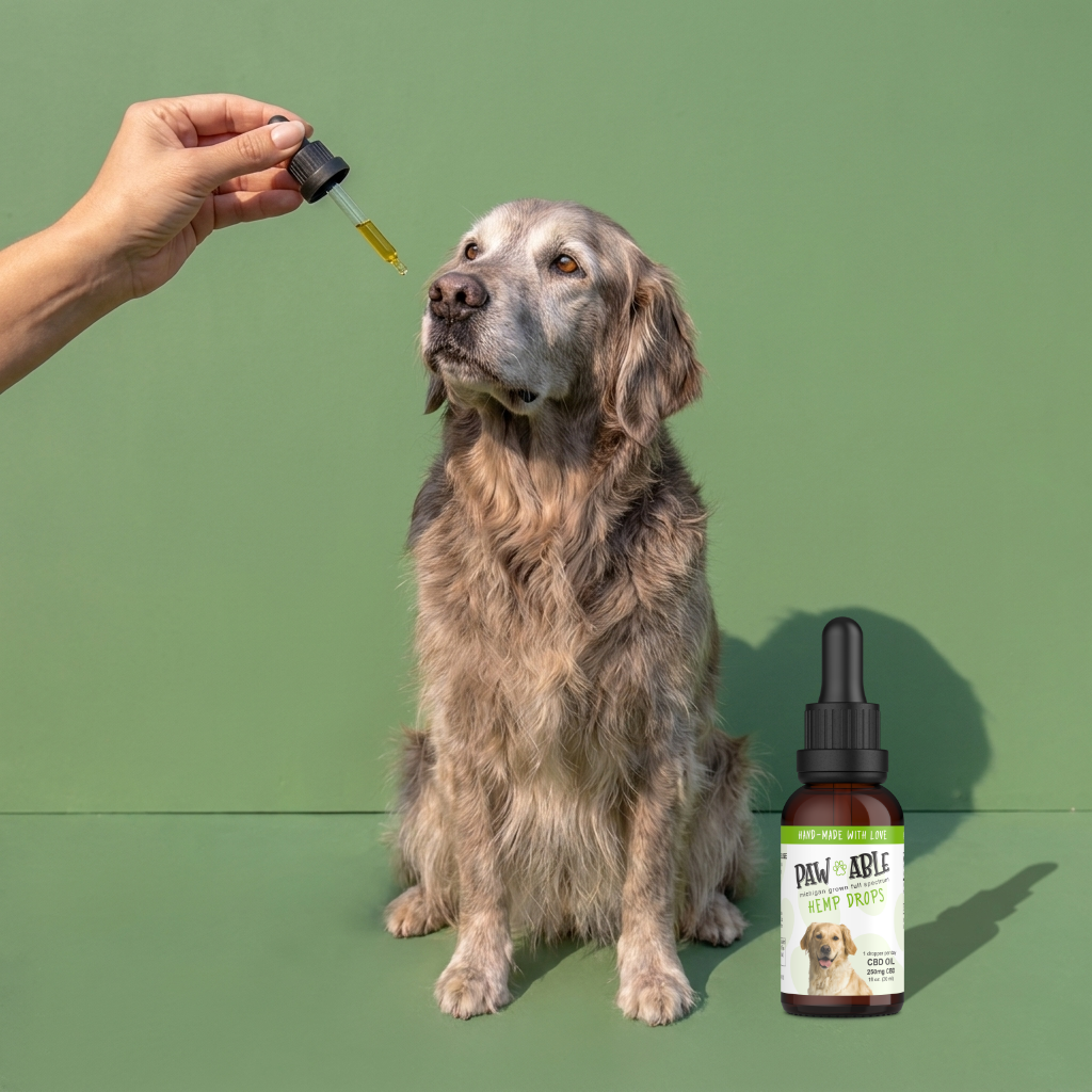 A senior golden retriever waiting for a dropper of Pawable Hemp Drops
