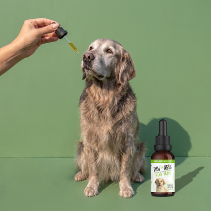 A senior golden retriever waiting for a dropper of Pawable Hemp Drops
